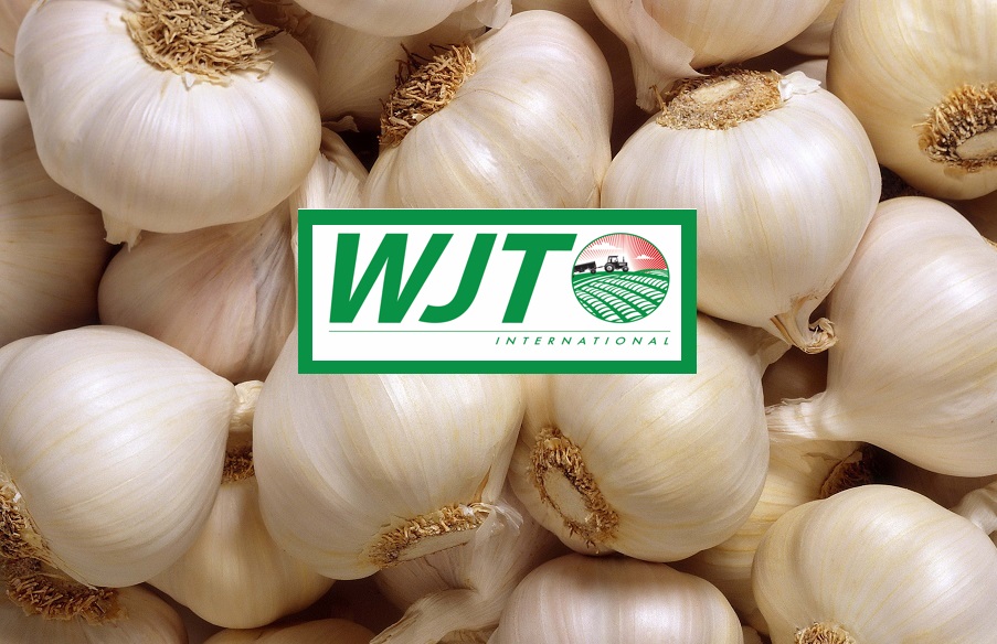 WJT Fresh Garlic